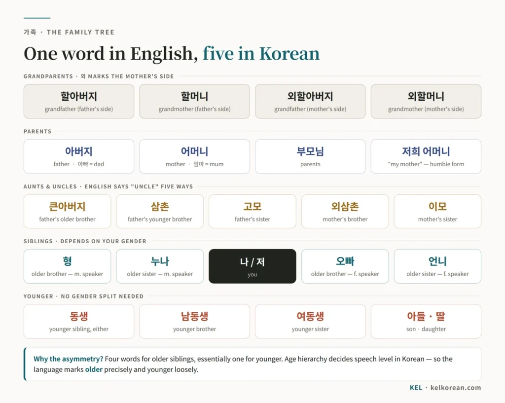 Korean family tree vocabulary by tier: grandparents, parents, aunts and uncles, siblings and younger siblings, showing terms such as 외할머니, 삼촌, 고모, 이모 and 동생