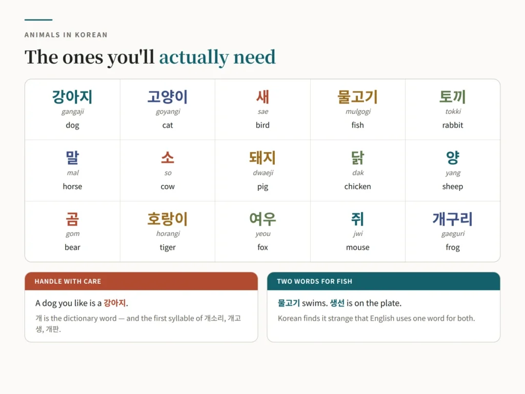 Chart of fifteen common animals in Korean — 강아지, 고양이, 새, 물고기, 토끼, 말, 소, 돼지, 닭, 양, 곰, 호랑이, 여우, 쥐 and 개구리 — each with romanization and English, plus a note that a dog you are fond of is a 강아지 rather than a 개