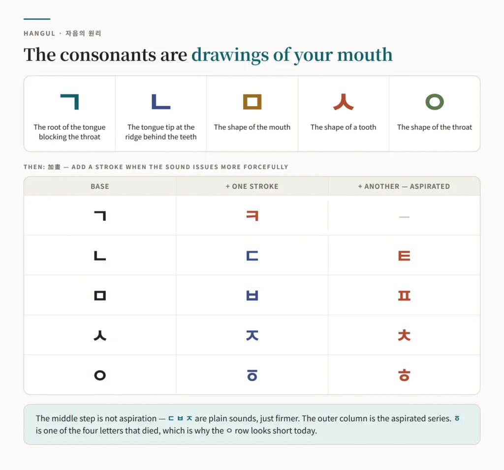 Chart of the five basic Hangul consonants and what each depicts — ㄱ the tongue root blocking the throat, ㄴ the tongue tip at the ridge, ㅁ the mouth, ㅅ a tooth, ㅇ the throat — with the stroke-addition ladders ㄱ to ㅋ, ㄴ to ㄷ to ㅌ, ㅁ to ㅂ to ㅍ, ㅅ to ㅈ to ㅊ and ㅇ to ㆆ to ㅎ