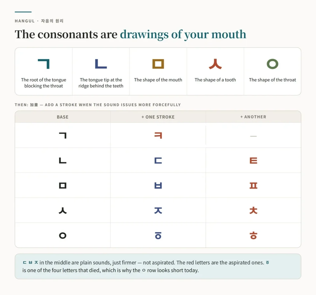 Chart of the five basic Hangul consonants and what each depicts — ㄱ the tongue root blocking the throat, ㄴ the tongue tip at the ridge, ㅁ the mouth, ㅅ a tooth, ㅇ the throat — with the stroke-addition ladders ㄱ to ㅋ, ㄴ to ㄷ to ㅌ, ㅁ to ㅂ to ㅍ, ㅅ to ㅈ to ㅊ and ㅇ to ㆆ to ㅎ