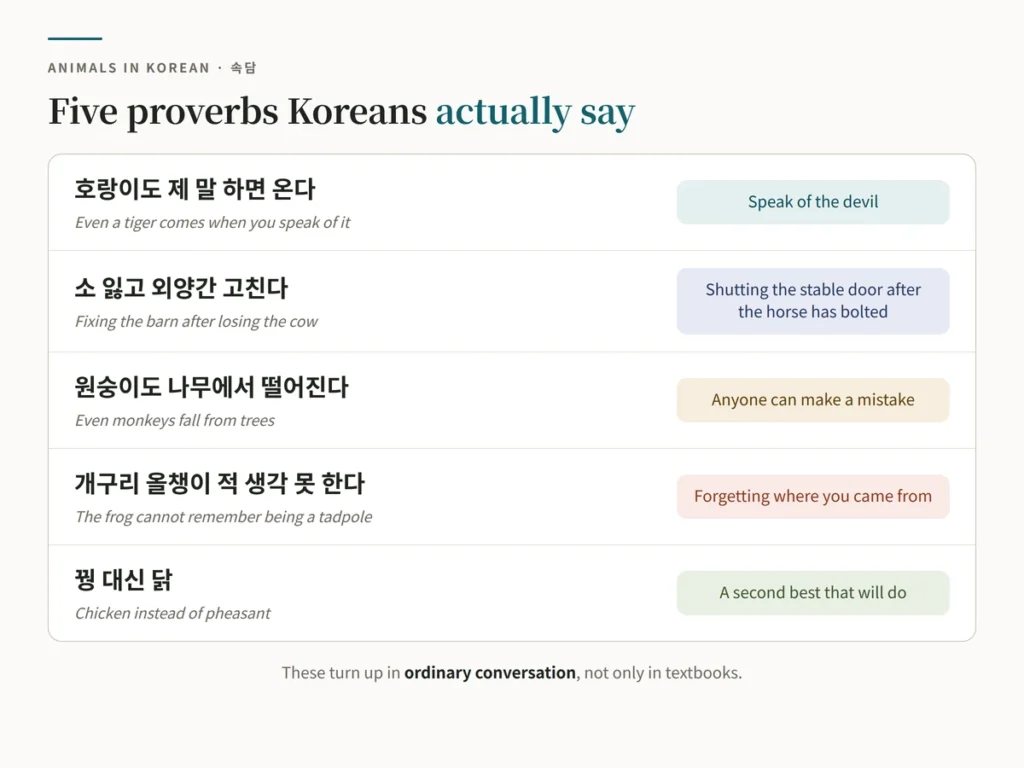 Chart of five Korean animal proverbs with literal translations and English equivalents — 호랑이도 제 말 하면 온다 for speak of the devil, 소 잃고 외양간 고친다, 원숭이도 나무에서 떨어진다, 개구리 올챙이 적 생각 못 한다, and 꿩 대신 닭