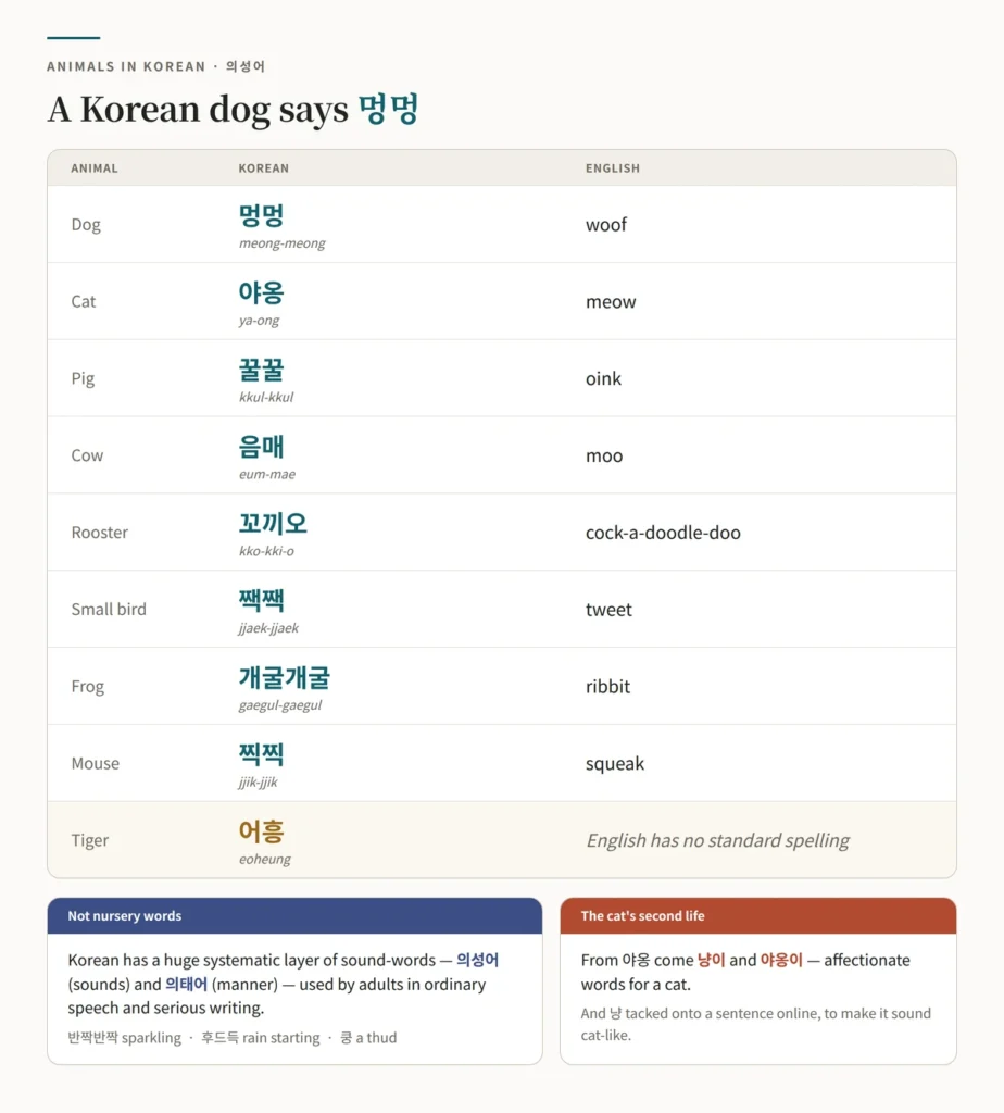 Chart comparing Korean animal sounds with English ones — 멍멍 for woof, 야옹 for meow, 꿀꿀 for oink, 음매 for moo, 꼬끼오 for cock-a-doodle-doo, 짹짹 for tweet, 개굴개굴 for ribbit, 찍찍 for squeak, and 어흥 for a tiger's roar which English has no standard spelling for