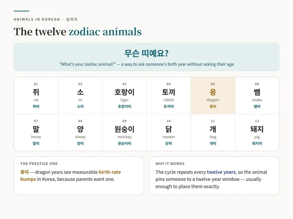Chart of the twelve Korean zodiac animals in order — 쥐, 소, 호랑이, 토끼, 용, 뱀, 말, 양, 원숭이, 닭, 개 and 돼지 — each with its 띠 form, alongside the question 무슨 띠예요 used to ask someone's birth year without asking their age