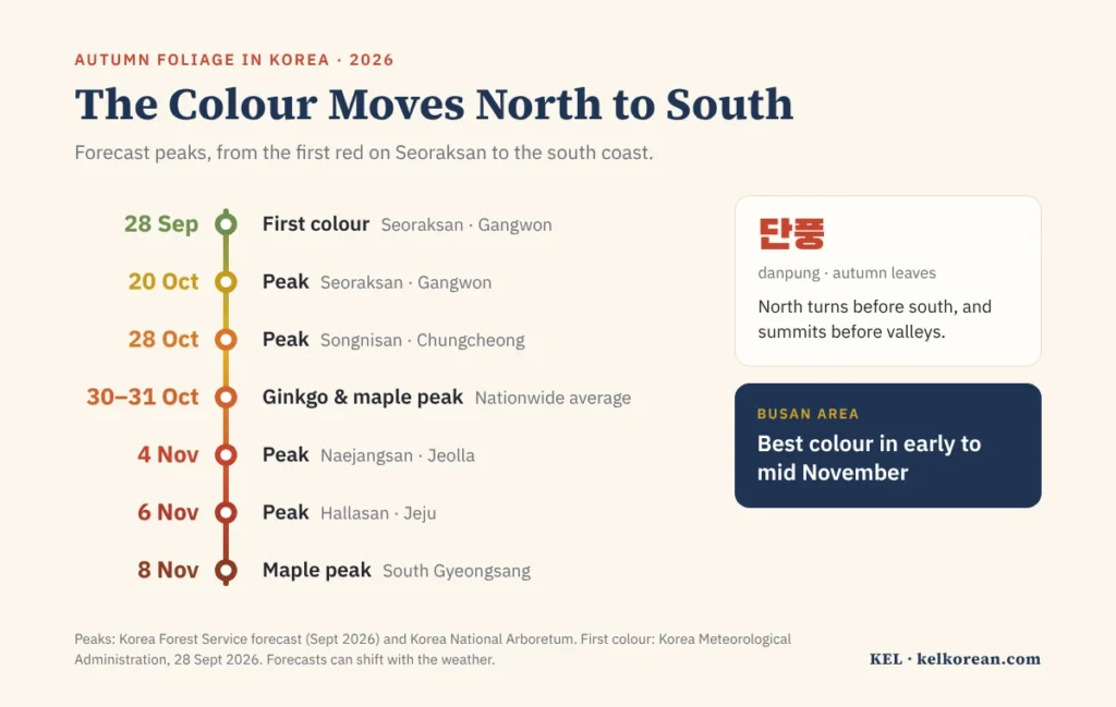 Autumn foliage in Korea 2026 timeline: first colour on Seoraksan on 28 September, forecast peaks on Seoraksan 20 October, Songnisan 28 October, ginkgo and maple nationwide 30 to 31 October, Naejangsan 4 November, Hallasan 6 November and South Gyeongsang maples 8 November, with the Busan area best in early to mid November