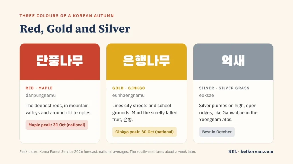 The three colours of a Korean autumn: red 단풍나무 maples in mountain valleys, gold 은행나무 ginkgo trees on city streets, and silver 억새 silver grass on high ridges like Ganwoljae